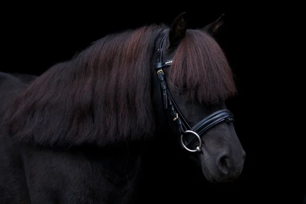 Schwarzes niedliches Pony-Porträt auf schwarzem Hintergrund — Stockfoto