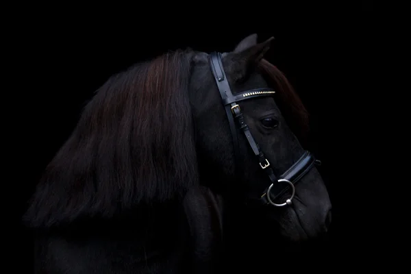 Schwarzes niedliches Pony-Porträt auf schwarzem Hintergrund — Stockfoto