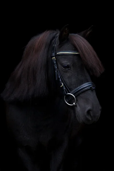 Schwarzes niedliches Pony-Porträt auf schwarzem Hintergrund — Stockfoto