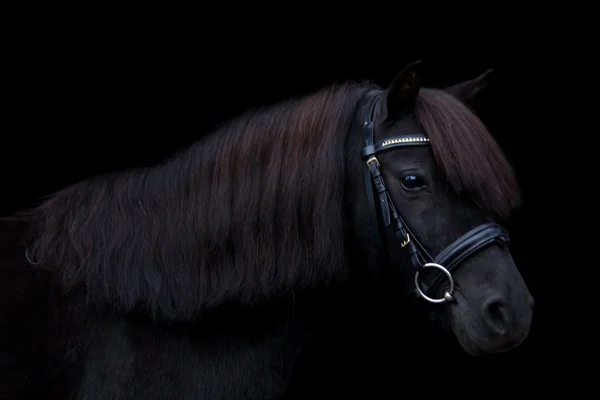 Portrait de poney mignon noir sur fond noir — Photo