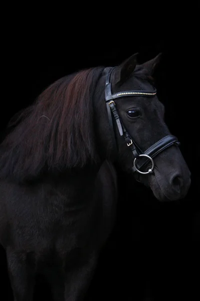 黒の背景に黒のかわいいポニーの肖像画 — ストック写真