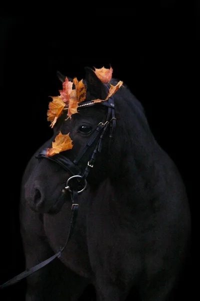 Schwarzes niedliches Pony-Porträt mit Herbstblättern — Stockfoto