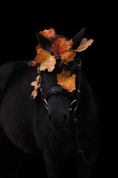 Чорний милий портрет поні з осіннім листям — стокове фото