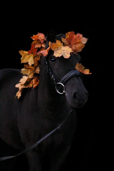 Zwarte schattig pony portret met najaar bladeren — Stockfoto