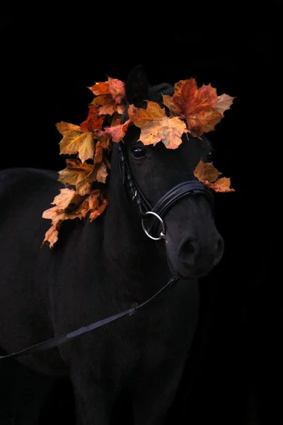 Negro lindo pony retrato con hojas de otoño — Foto de Stock