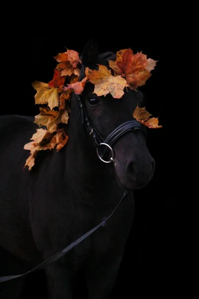 Чорний милий портрет поні з осіннім листям — стокове фото