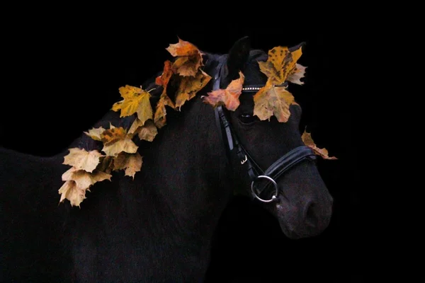 Zwarte schattig pony portret met najaar bladeren — Stockfoto
