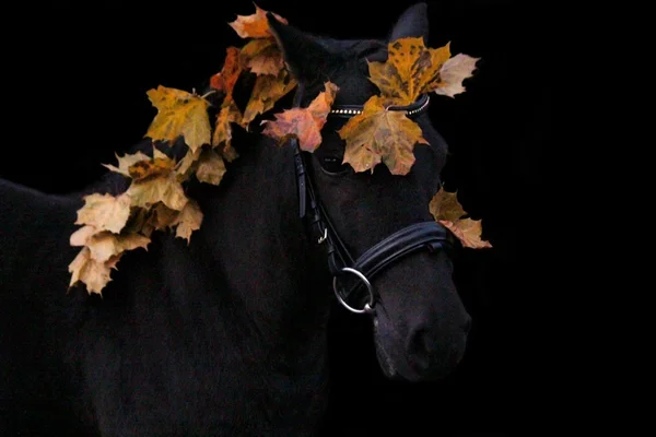Ritratto nero carino pony con foglie autunnali — Foto Stock