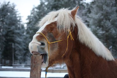 Palomino at cribbing ahşap çit