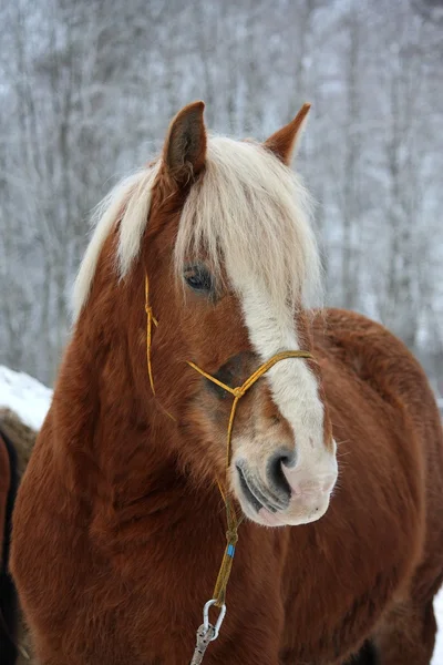 Palomino Zugpferd Porträt im Winter — Stockfoto