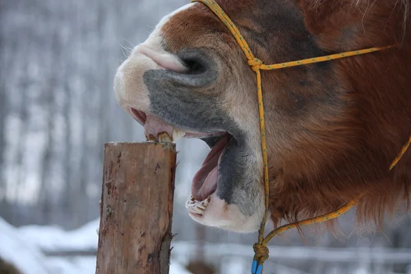 Palomino horse cribbing wooden fence — Stock Photo, Image