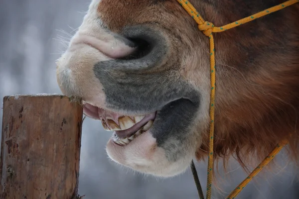 Palomino horse cribbing wooden fence