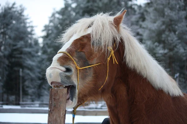 Лошадь Паломино красует деревянный забор — стоковое фото