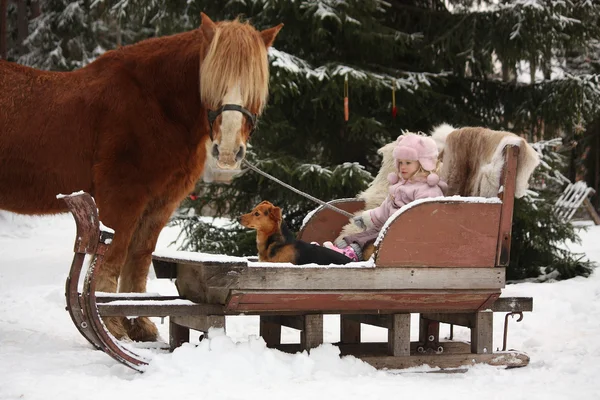 Cute little girl sitting in the sledges with puppy and big palom — Stock Photo, Image