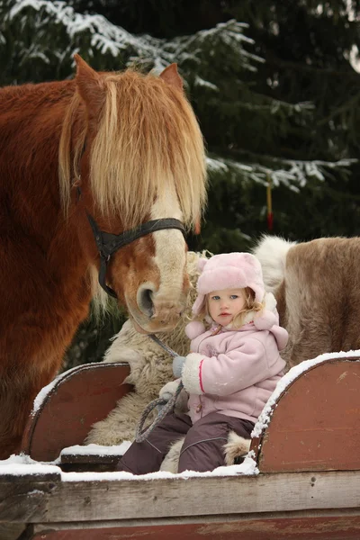 Cute little girl sitting in the sledges and big palomino draught — Stock Photo, Image