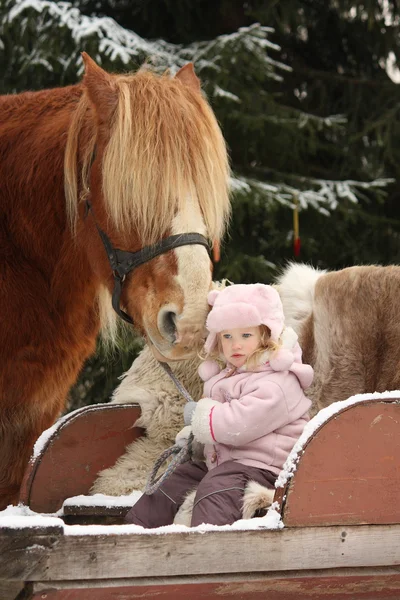 Cute little girl sitting in the sledges and big palomino draught — Stock Photo, Image