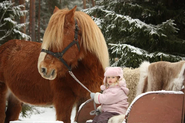 Cute little girl sitting in the sledges and big palomino draught — Stock Photo, Image