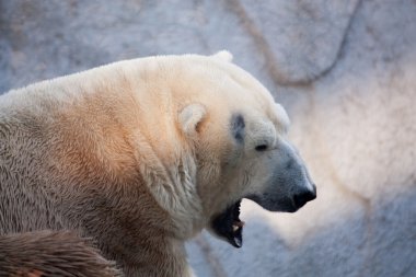 Polar bear portrait in the zoo clipart