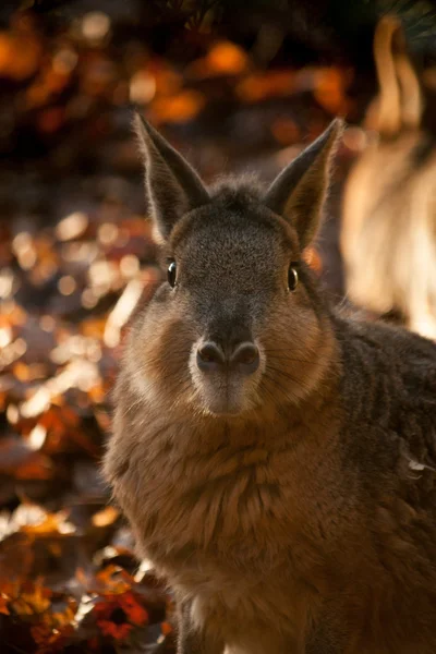 Retrato de capibara marrón en otoño —  Fotos de Stock