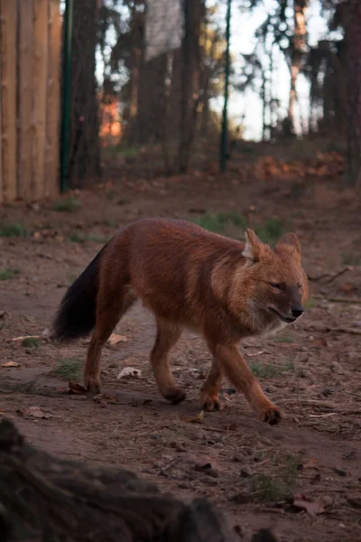 Fut az erdőben vadon élő vörös Farkas — Stock Fotó