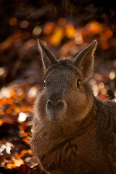Retrato de capibara marrón en otoño —  Fotos de Stock