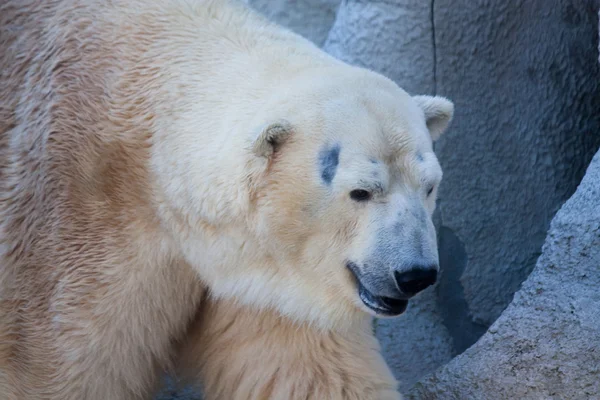 Lední medvěd portrét v zoo — Stock fotografie