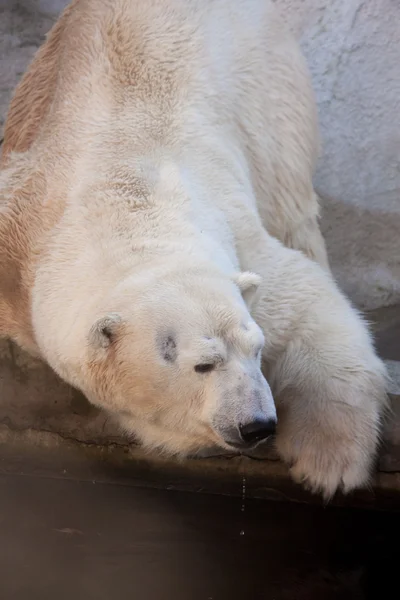 Lední medvěd portrét v zoo — Stock fotografie