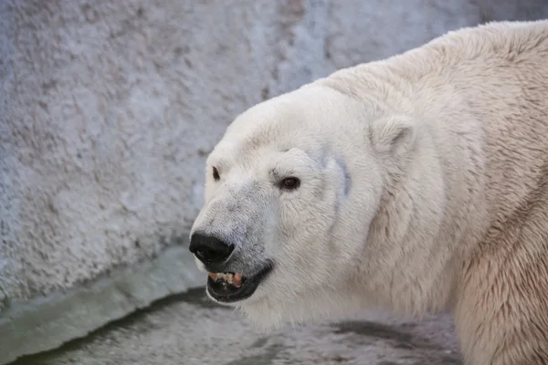 Retrato de oso polar en el zoológico —  Fotos de Stock