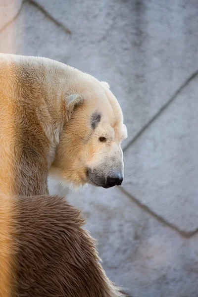 Lední medvěd portrét v zoo — Stock fotografie