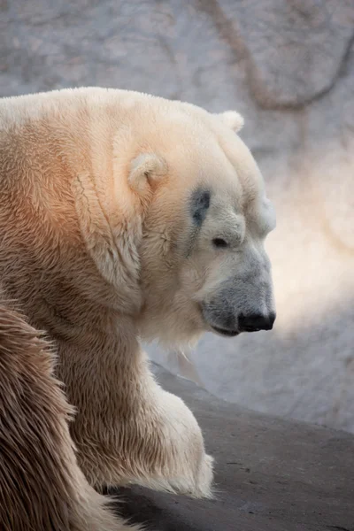 Lední medvěd portrét v zoo — Stock fotografie