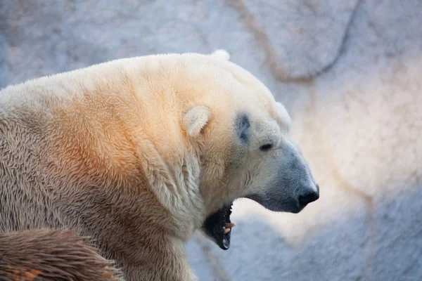 Jegesmedve portré az állatkertben — Stock Fotó
