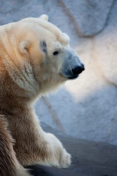Lední medvěd portrét v zoo — Stock fotografie