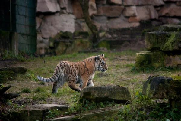 Aranyos tigris kölyök séta a dzsungel — Stock Fotó