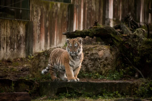 Niedliches Tigerjunges spaziert durch den Dschungel — Stockfoto