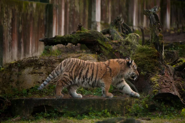 Ładny tygrysa cub chodzenie w dżungli — Zdjęcie stockowe