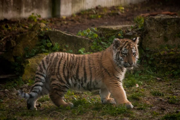 Carino cucciolo di tigre che cammina nella giungla — Foto Stock