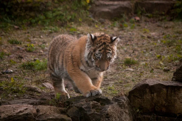 Niedliches Tigerjunges spaziert durch den Dschungel — Stockfoto