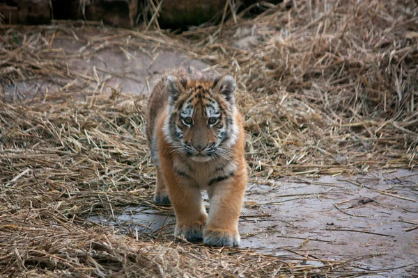 Bonito filhote de tigre descansando no feno — Fotografia de Stock