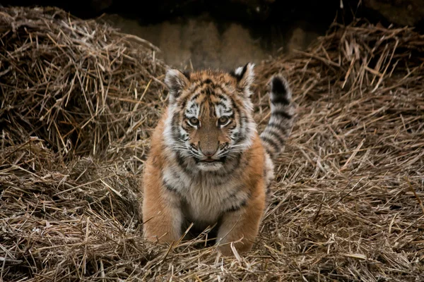 Niedliches Tigerjunges ruht im Heu — Stockfoto