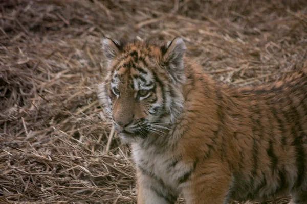 Niedliches Tigerjunges ruht im Heu — Stockfoto