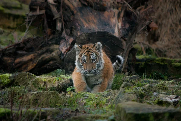 Carino cucciolo di tigre che cammina nella giungla — Foto Stock