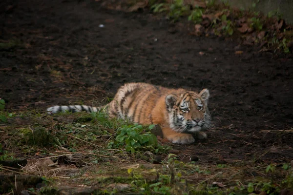Gyönyörű tigris kölyök nyugszik a földön — Stock Fotó