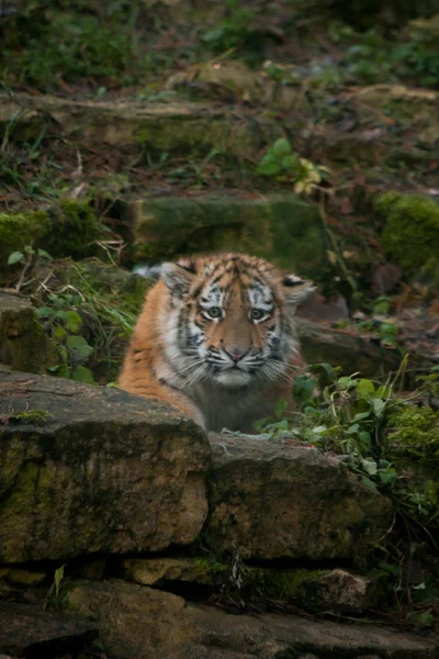 Beautiful tiger cub resting on tjhe ground — Stock Photo, Image