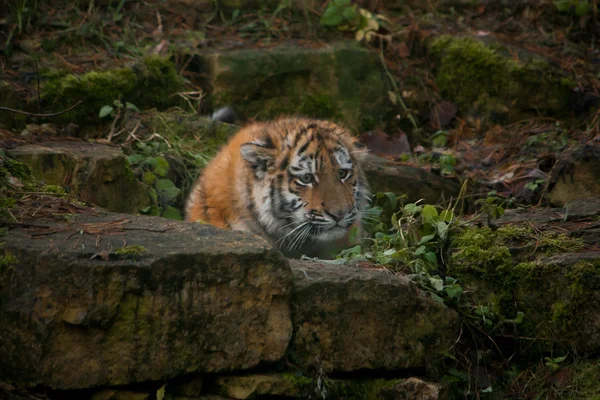 Schönes Tigerjunges ruht auf dem Boden — Stockfoto