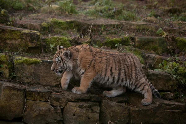 Ładny tygrysa cub chodzenie w dżungli — Zdjęcie stockowe