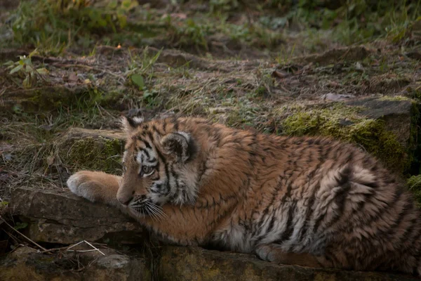 Beautiful tiger cub resting on tjhe ground — Stock Photo, Image