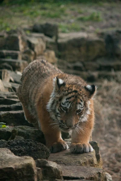 Bonito filhote de tigre andando nas selvas — Fotografia de Stock