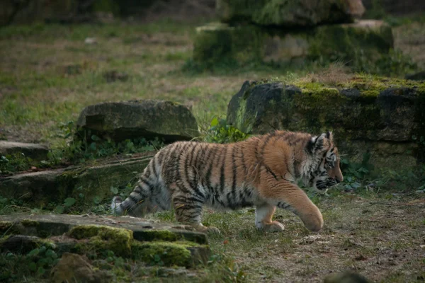 Niedliches Tigerjunges spaziert durch den Dschungel — Stockfoto