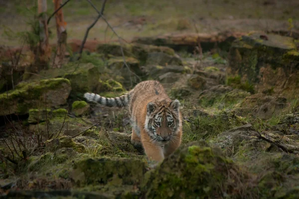 Carino cucciolo di tigre che cammina nella giungla — Foto Stock