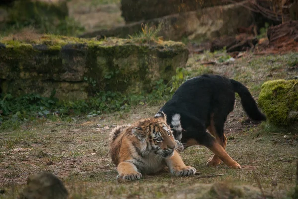 Lindo tigre cachorro jugando con perro —  Fotos de Stock